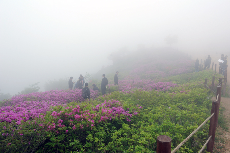 백양산 철쭉 군락지 현장방문 3번째